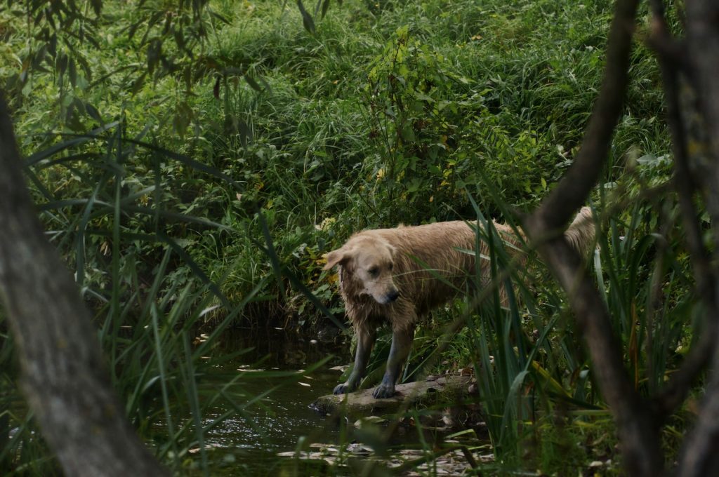 A dog standing on a log in a swampy area