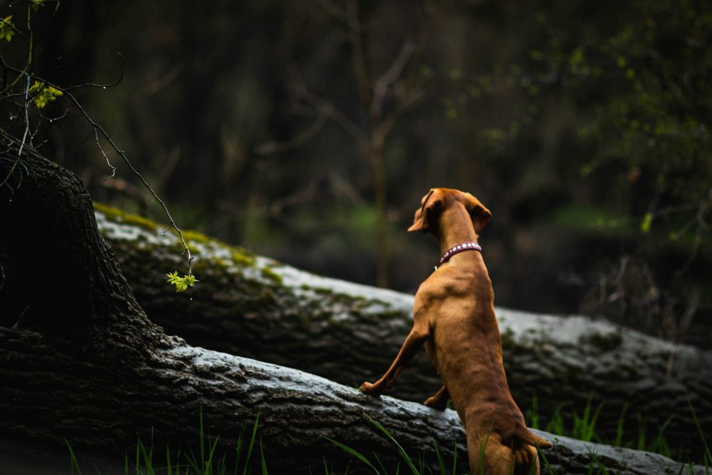 brown short coated dog on tree trunk