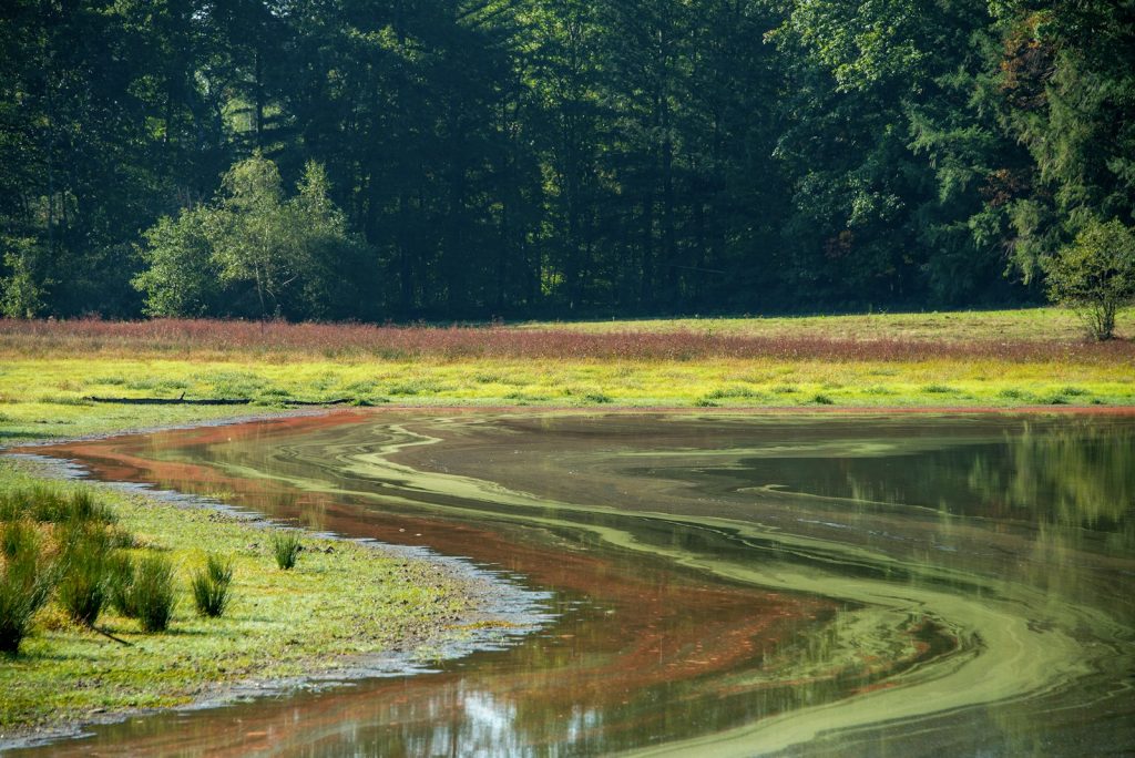 a body of water surrounded by trees and grass